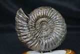 Russian Ammonite (Speetoniceras) With Agate Base #31372-1